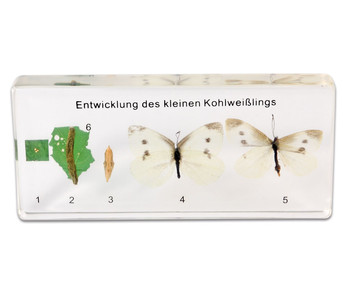 Betzold Lebenszyklus des Schmetterlings