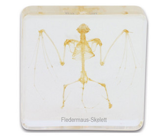 Betzold Fledermausskelett (Hypsugo pulveratus)