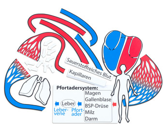 Betzold Blutkreislauf magnetisches Tafelmaterial