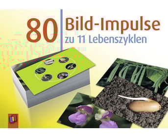 Bildkarten: 80 Bild Impulse zu 11 Lebenszyklen