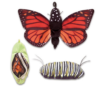 Metamorphose Schmetterling