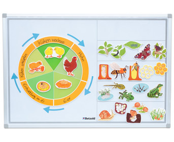 Betzold Lebenszyklus der Tiere