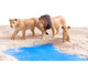 Betzold Afrikanische Tiere 18 tlg 6